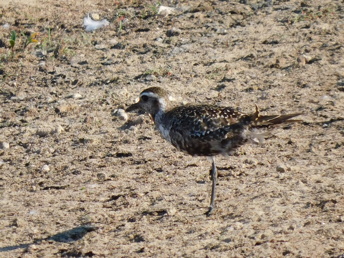 Black-bellied Plover - ML623882372