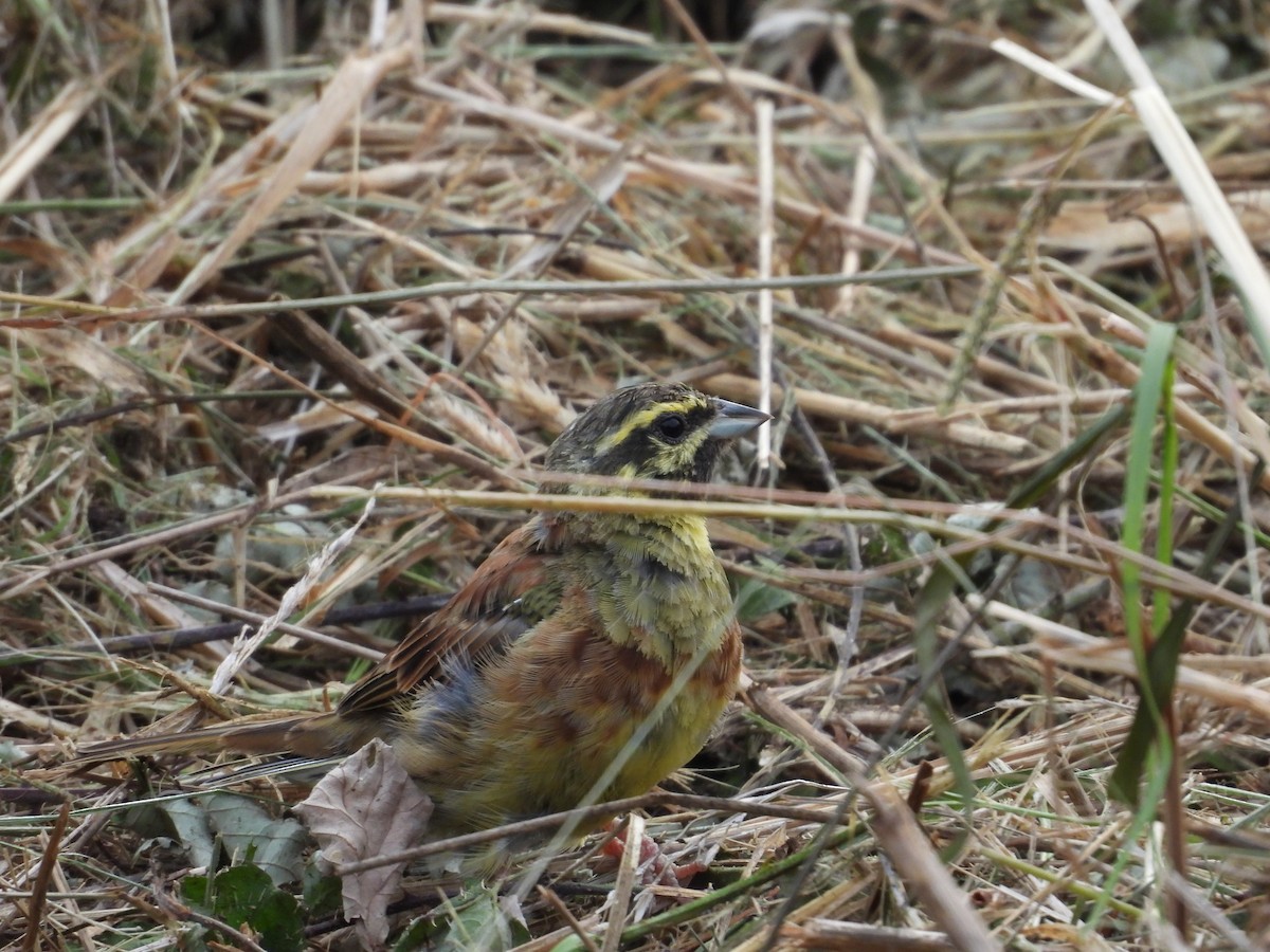 Cirl Bunting - ML623882373