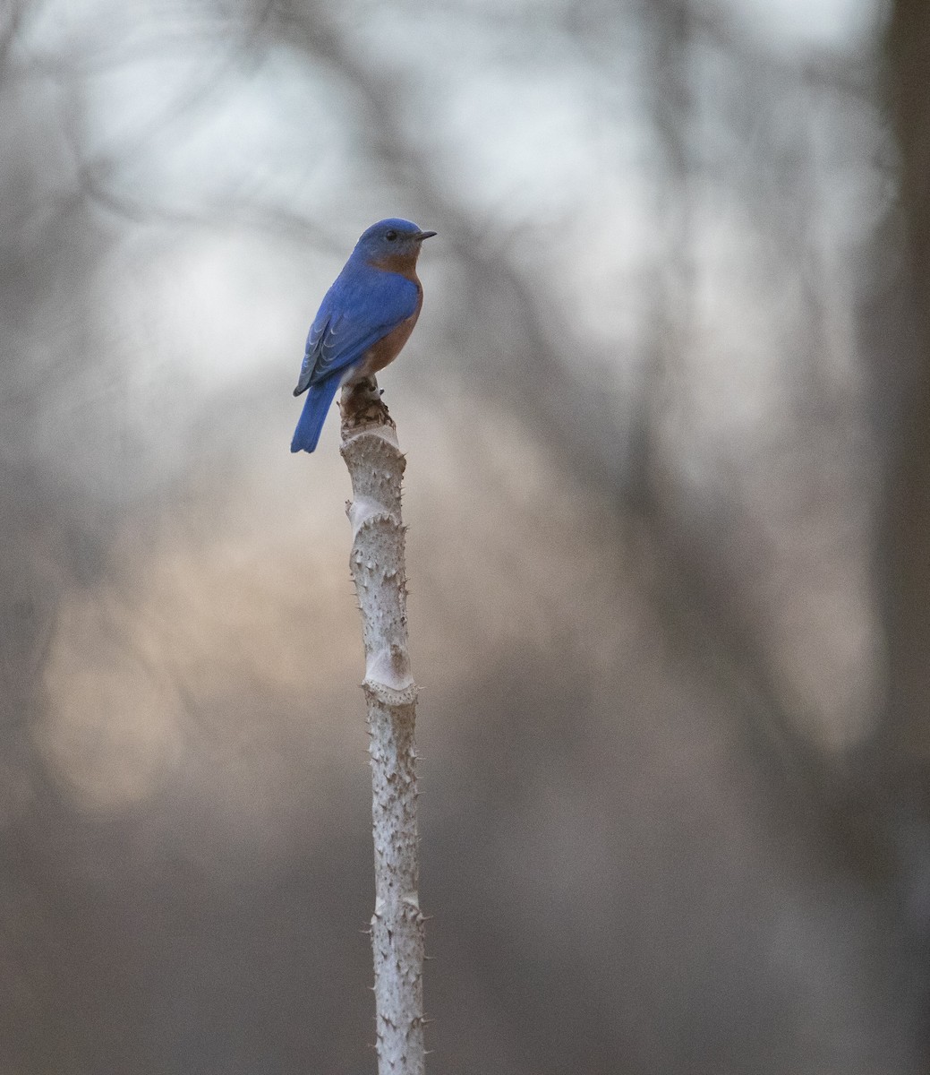 Eastern Bluebird - ML623882378