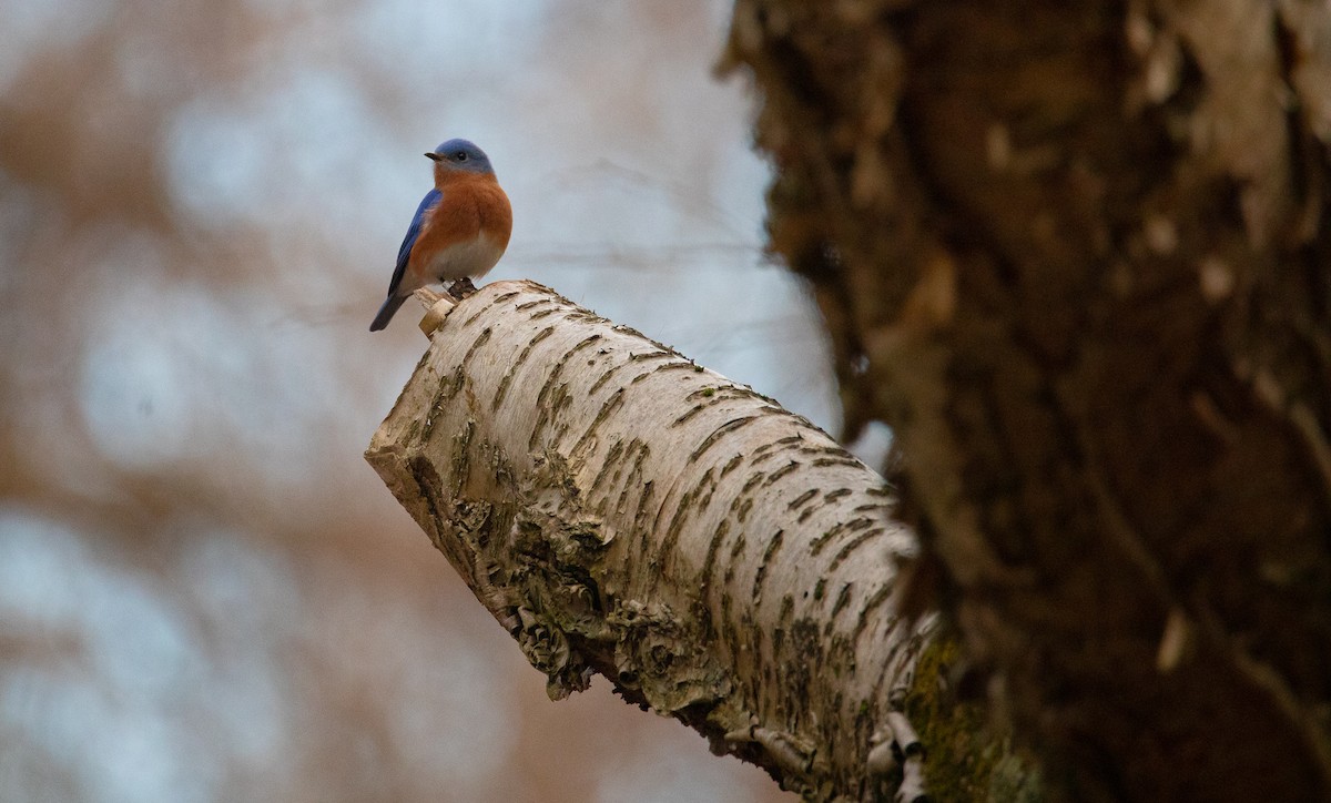 Eastern Bluebird - ML623882379