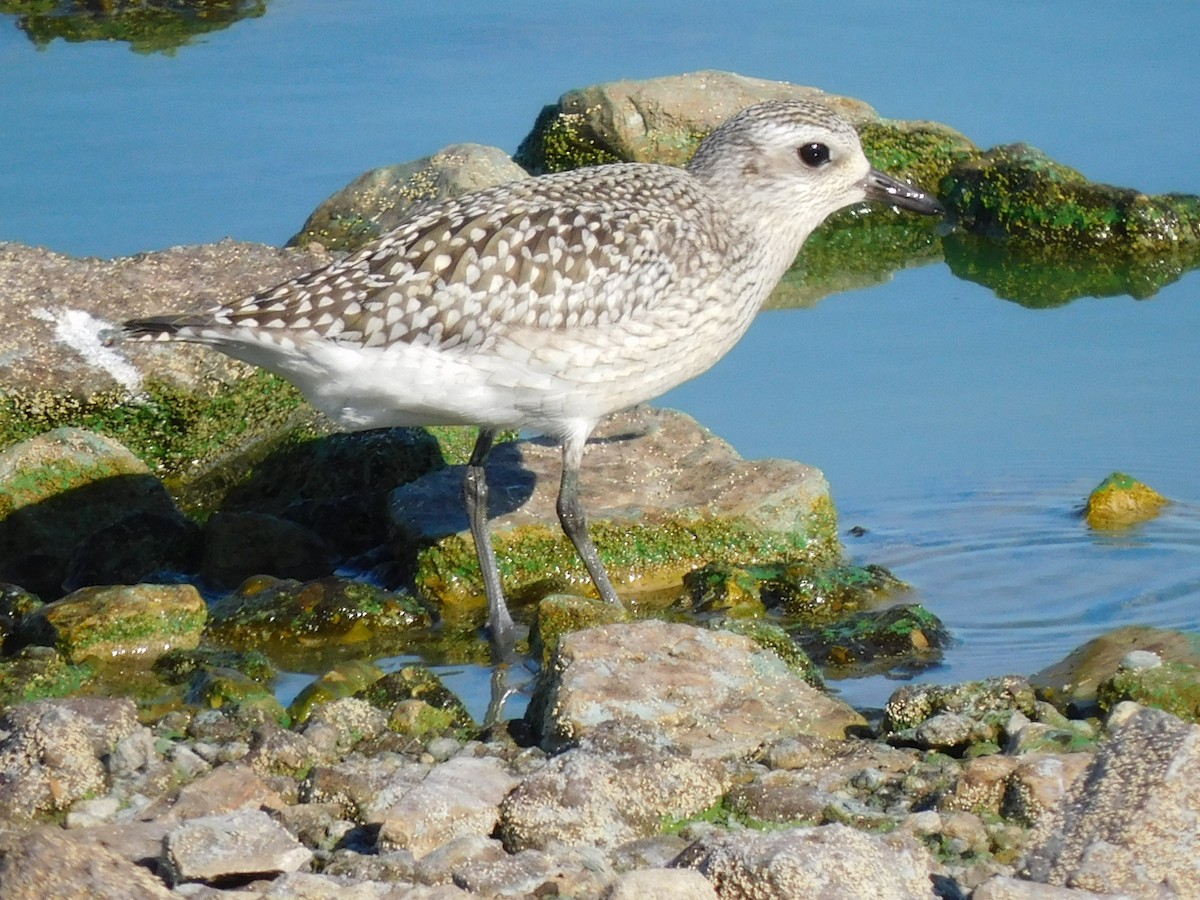 Black-bellied Plover - ML623882383