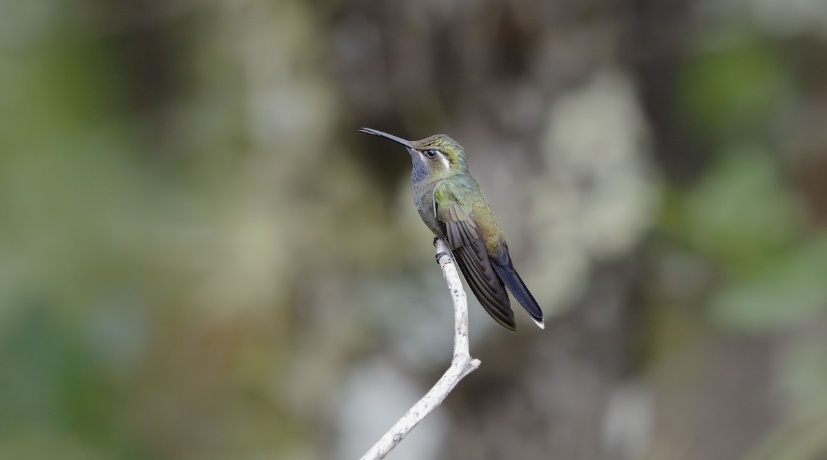 Blue-throated Mountain-gem - ML623882385