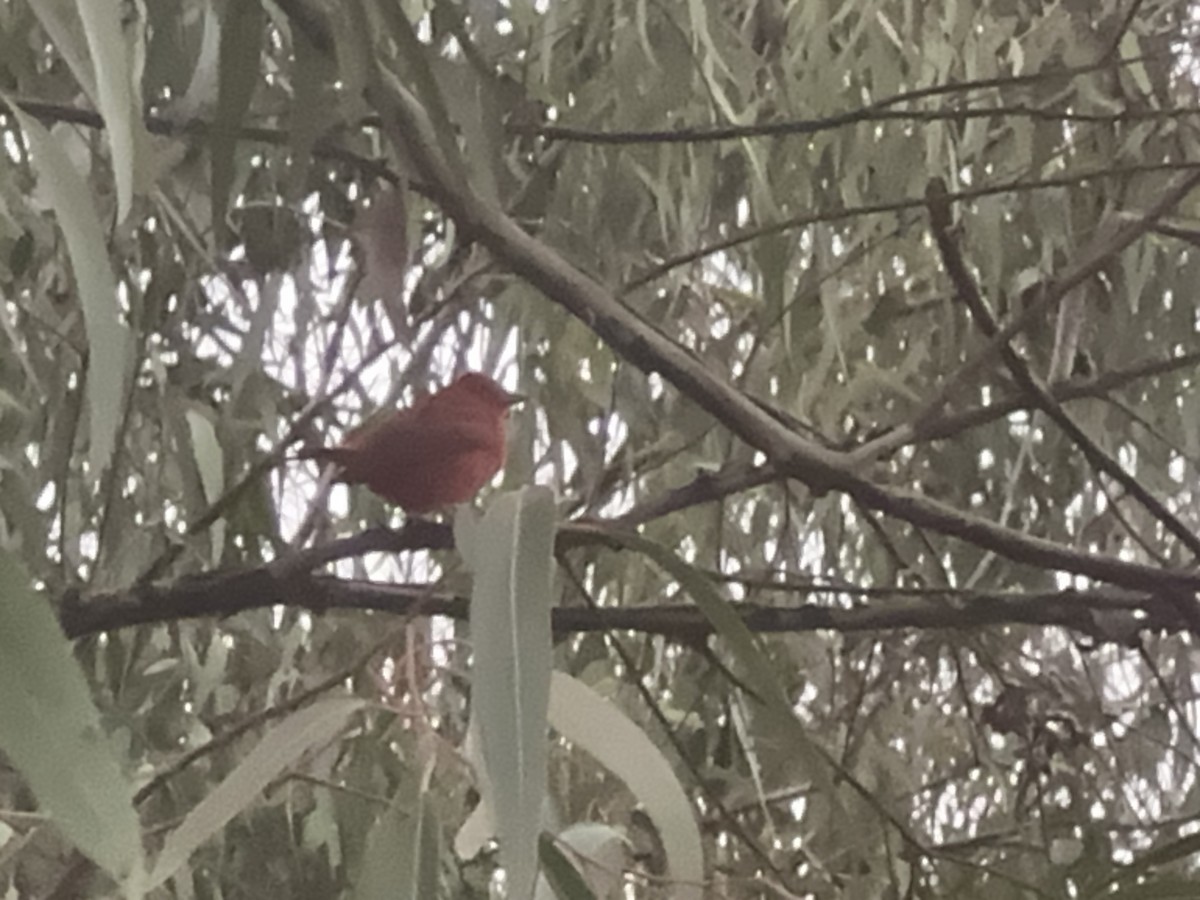 Summer Tanager - ML623882397