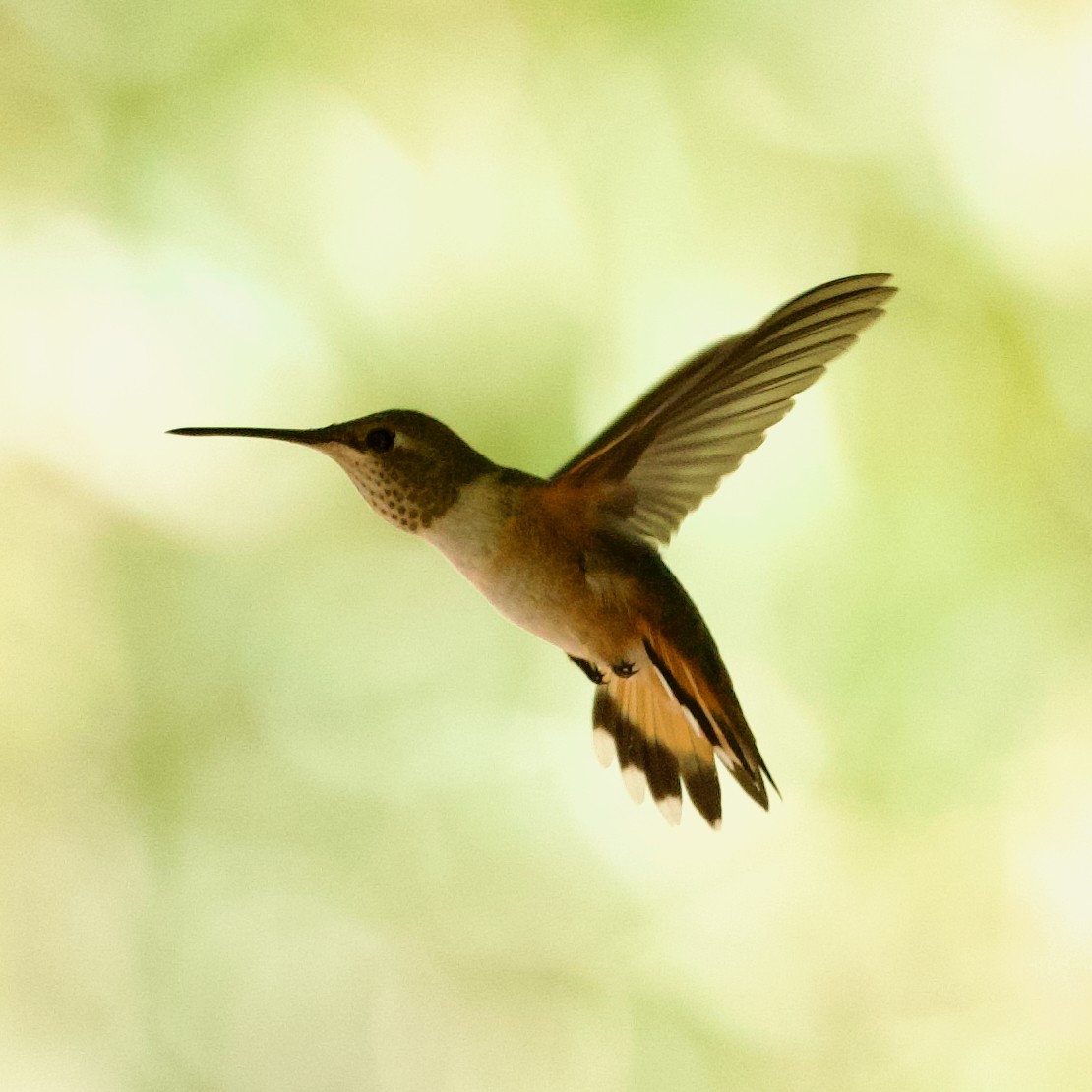 Rufous Hummingbird - ML623882406