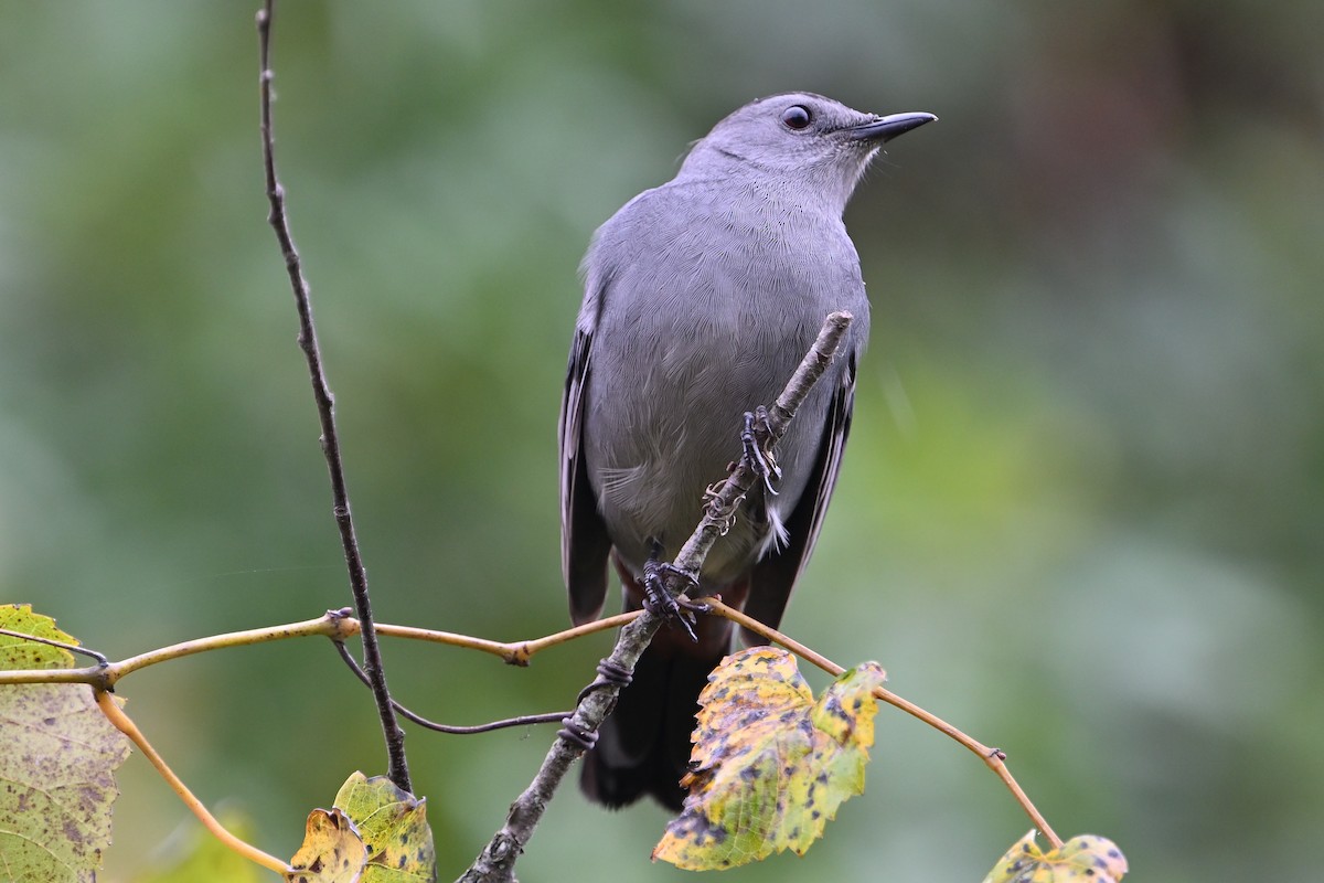 Gray Catbird - Donald Casavecchia