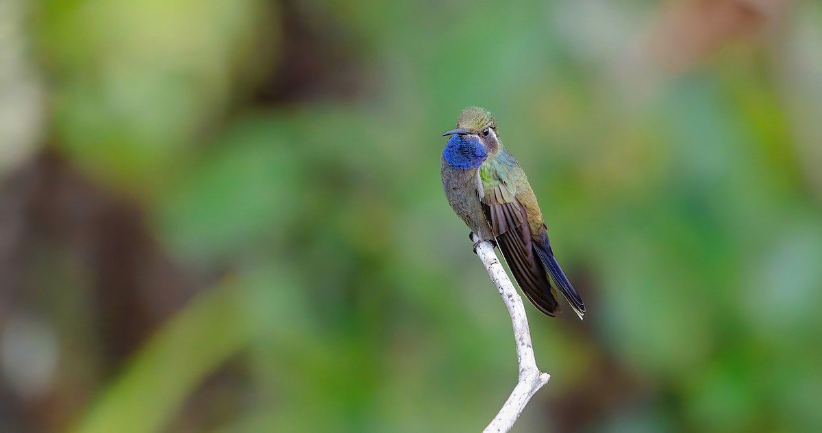 Blue-throated Mountain-gem - ML623882450