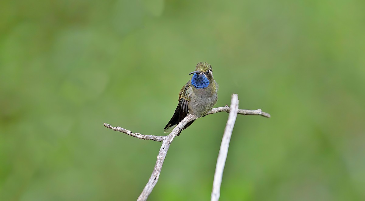 Blue-throated Mountain-gem - ML623882530