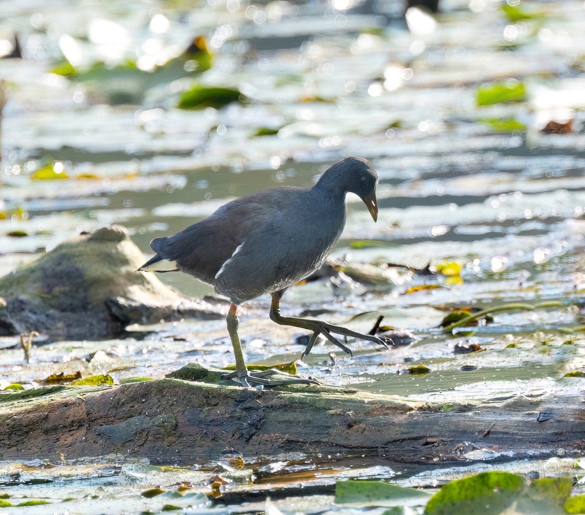 Common Gallinule - ML623882541