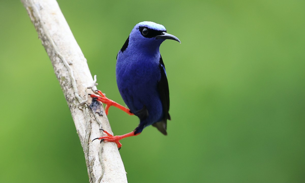 Red-legged Honeycreeper - ML623882557