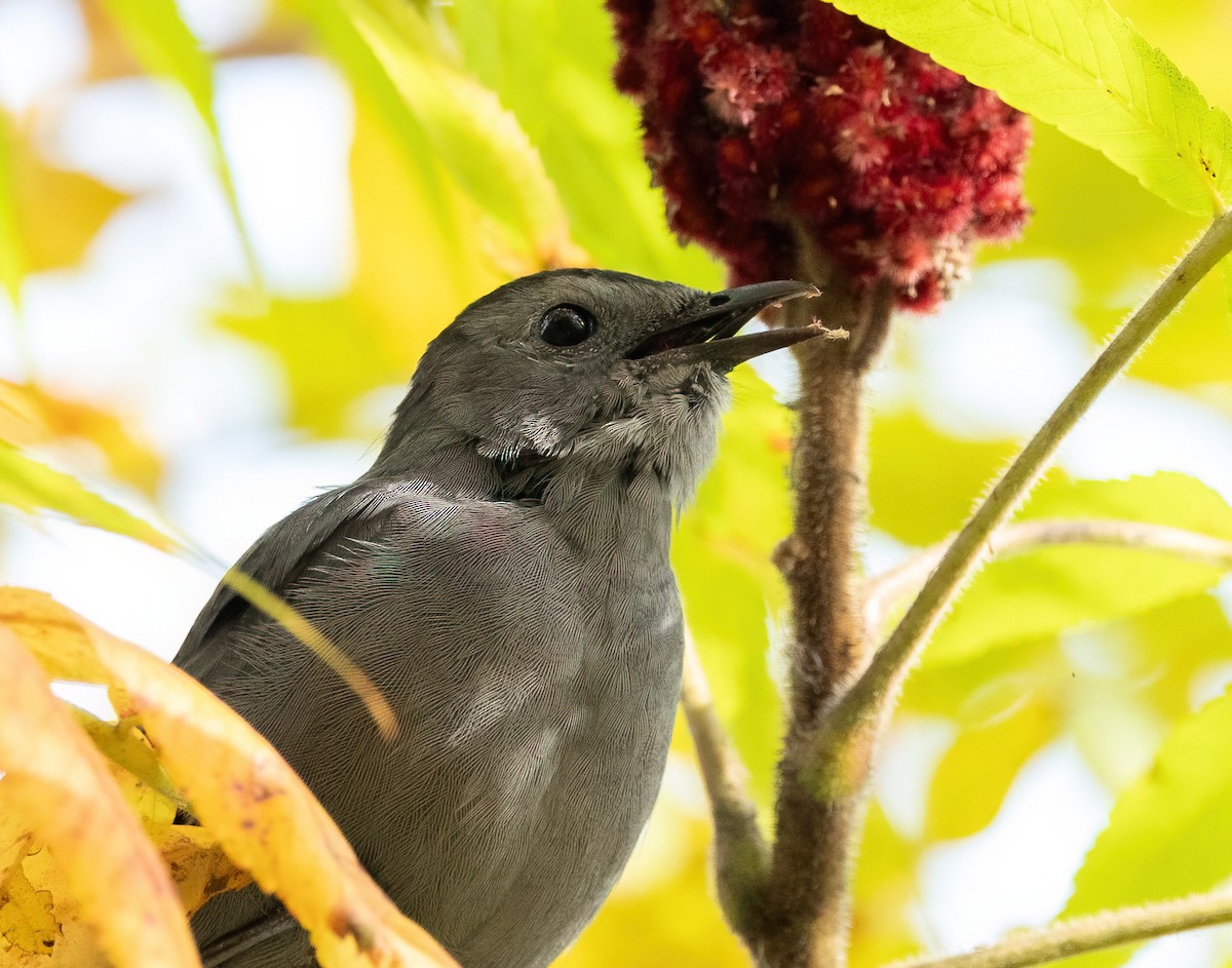 Gray Catbird - ML623882560