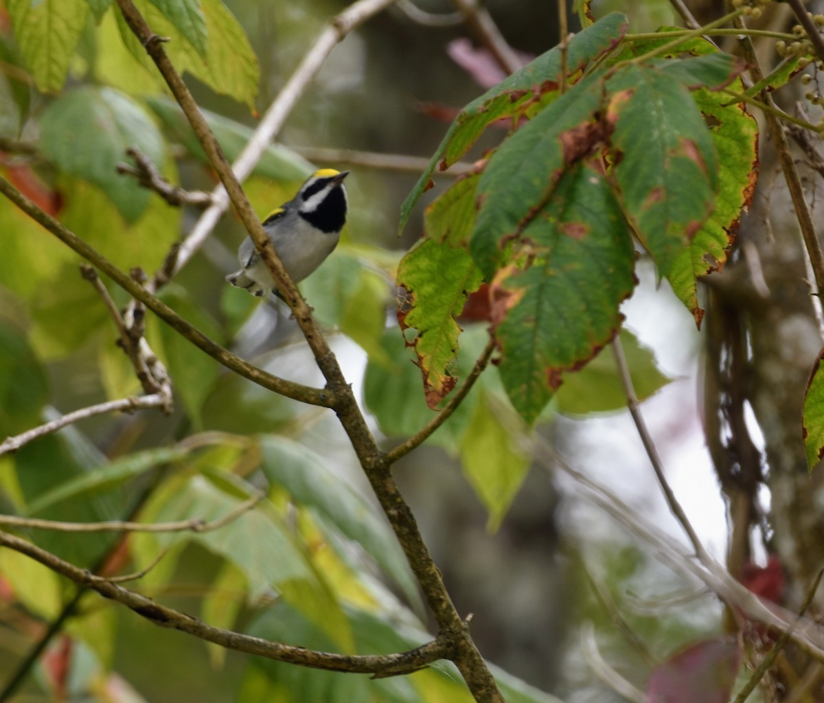 Golden-winged Warbler - ML623882568