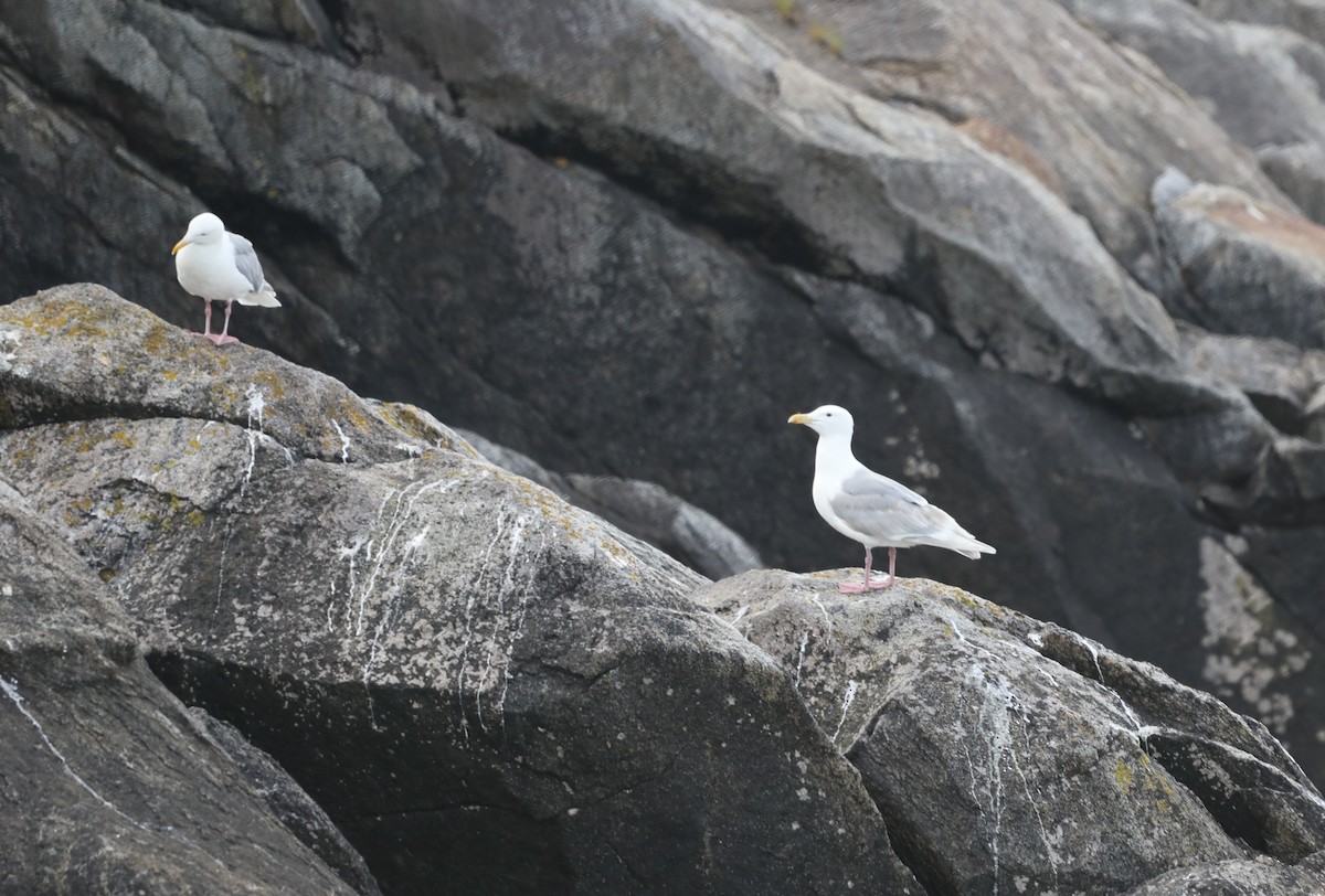 Glaucous-winged Gull - ML623882571