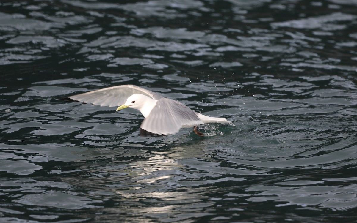 Black-legged Kittiwake - "Chia" Cory Chiappone ⚡️