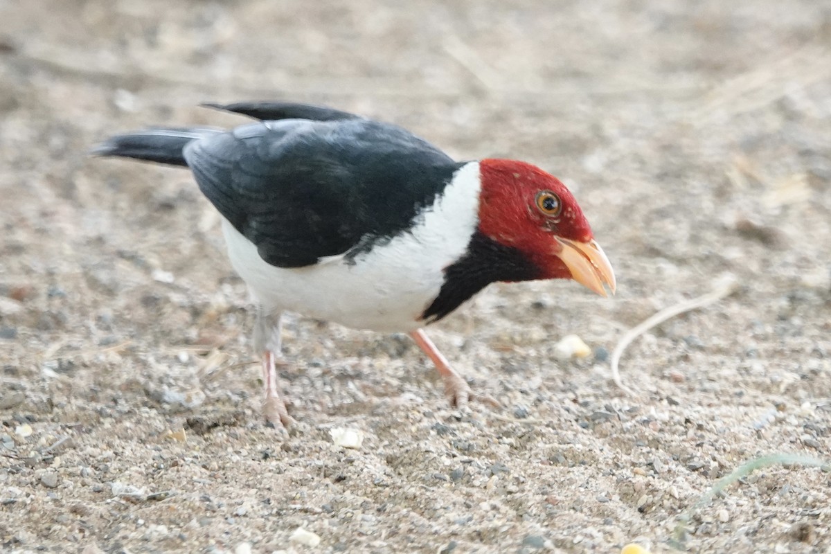 Yellow-billed Cardinal - ML623882579