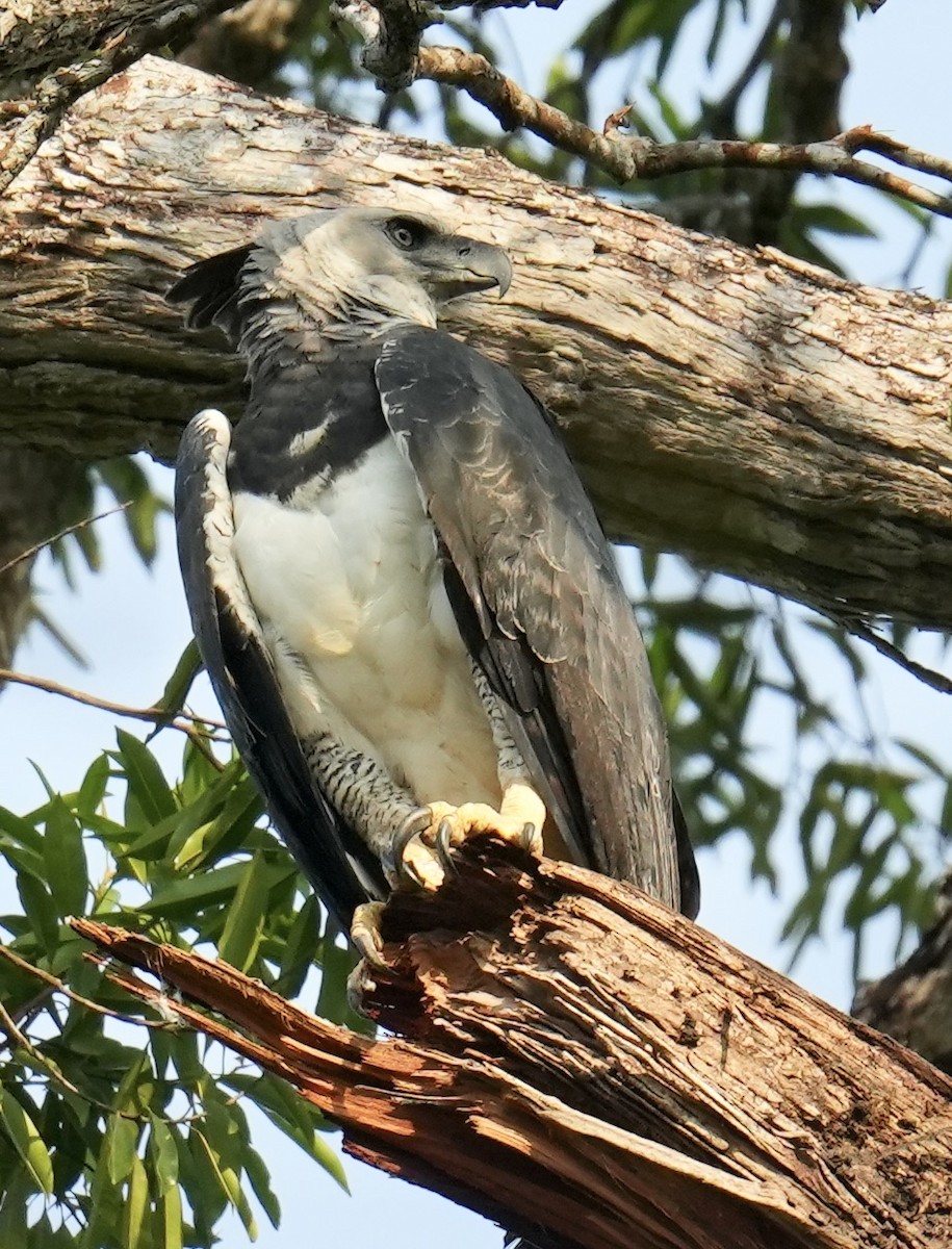 Harpy Eagle - ML623882581