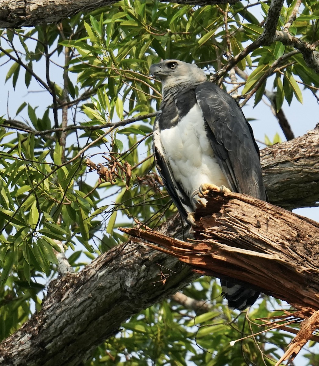 Harpy Eagle - ML623882582