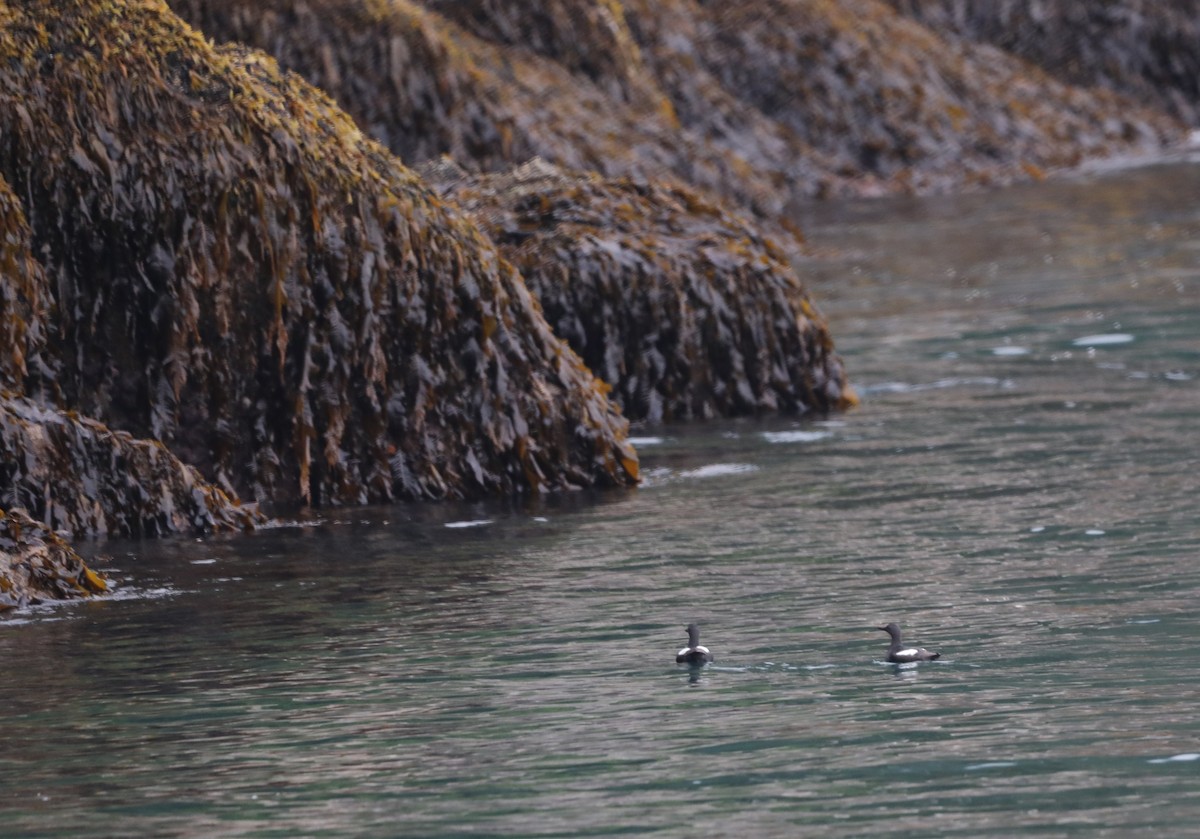 Pigeon Guillemot - "Chia" Cory Chiappone ⚡️