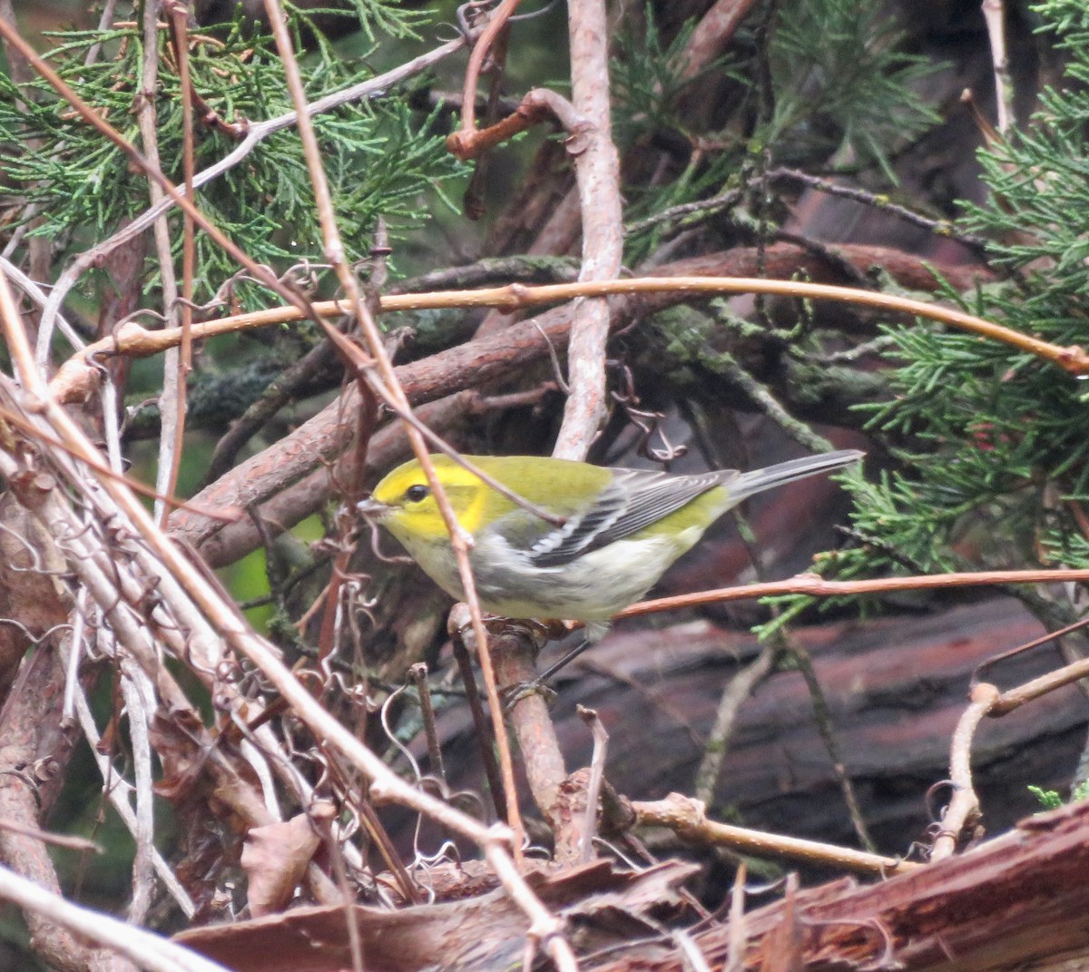 Black-throated Green Warbler - ML623882615