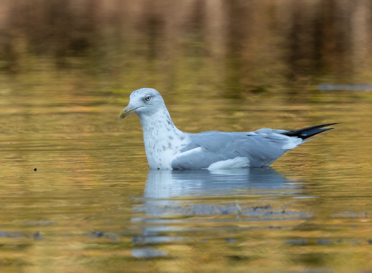 Herring Gull (American) - ML623882621