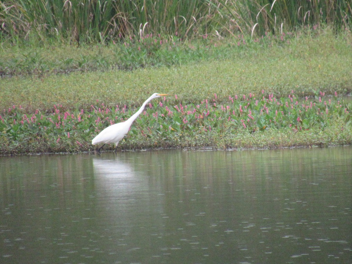 Great Egret - ML623882622