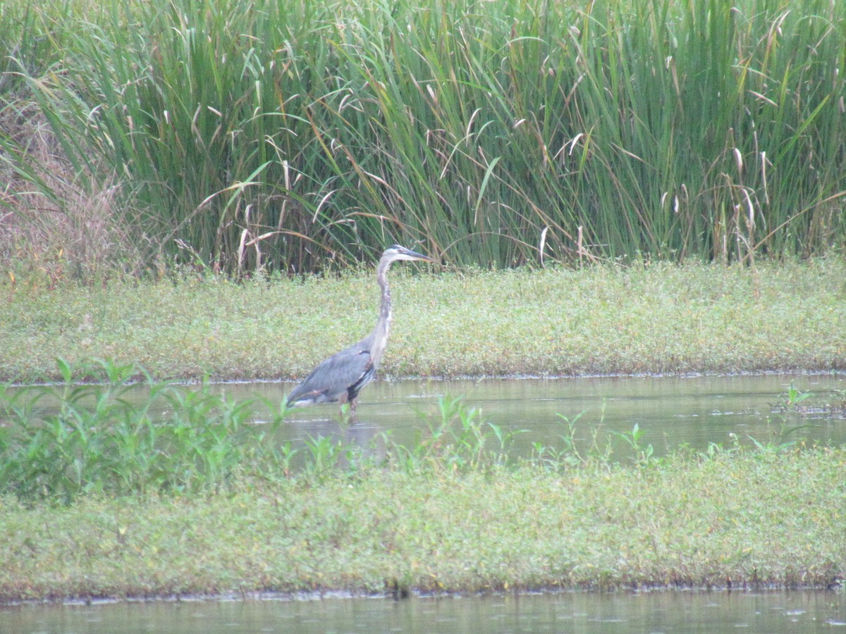 Great Blue Heron - ML623882625