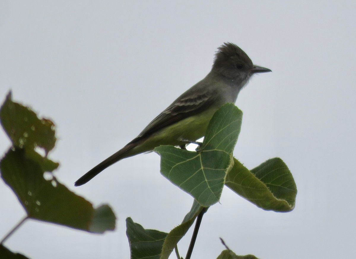 Great Crested Flycatcher - ML623882626