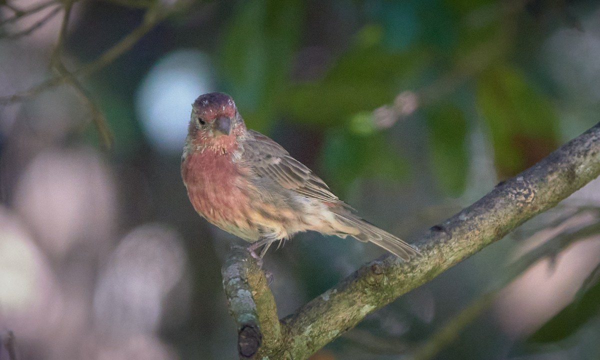 House Finch - ML623882627