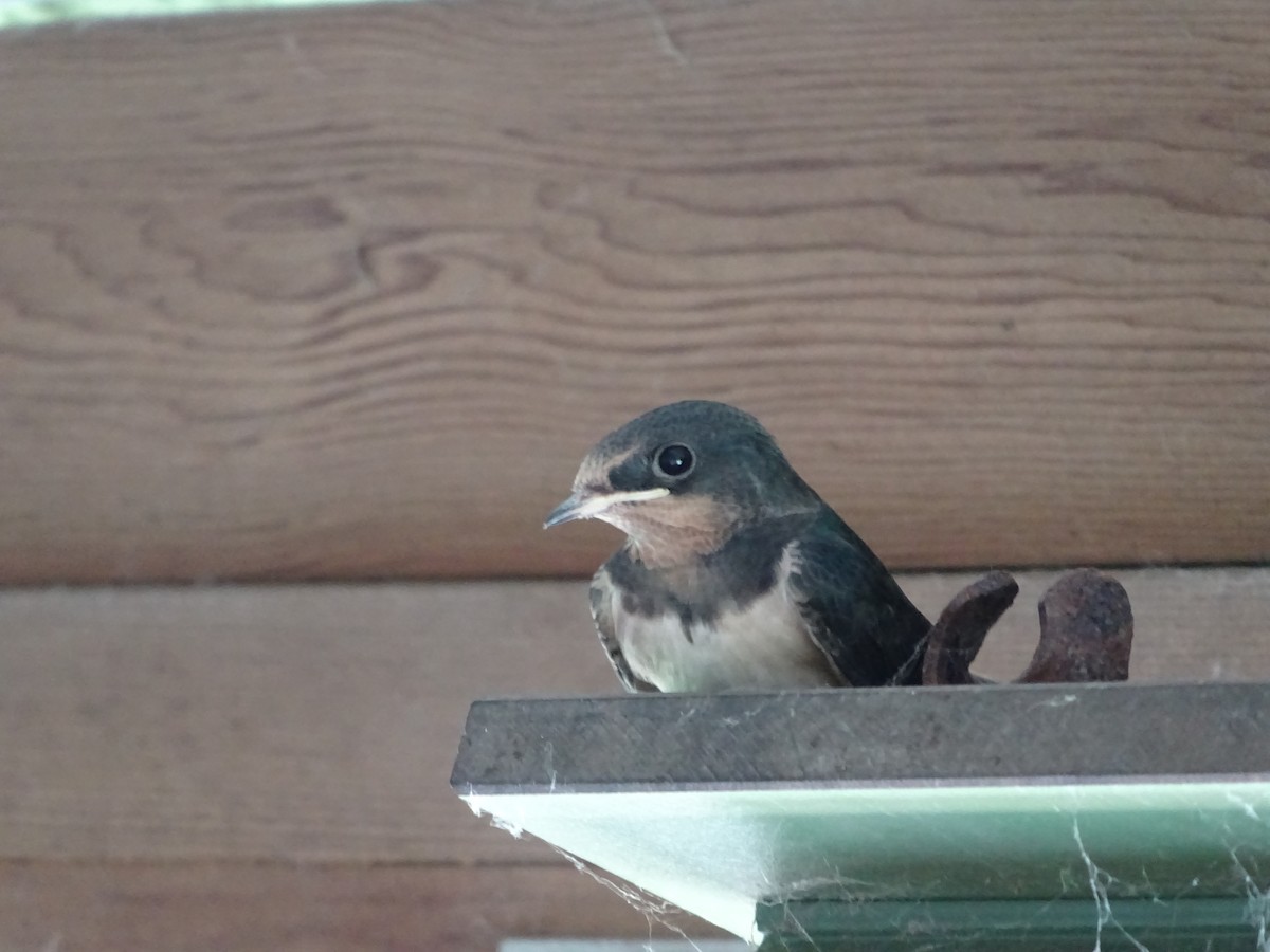 Barn Swallow - ML623882629