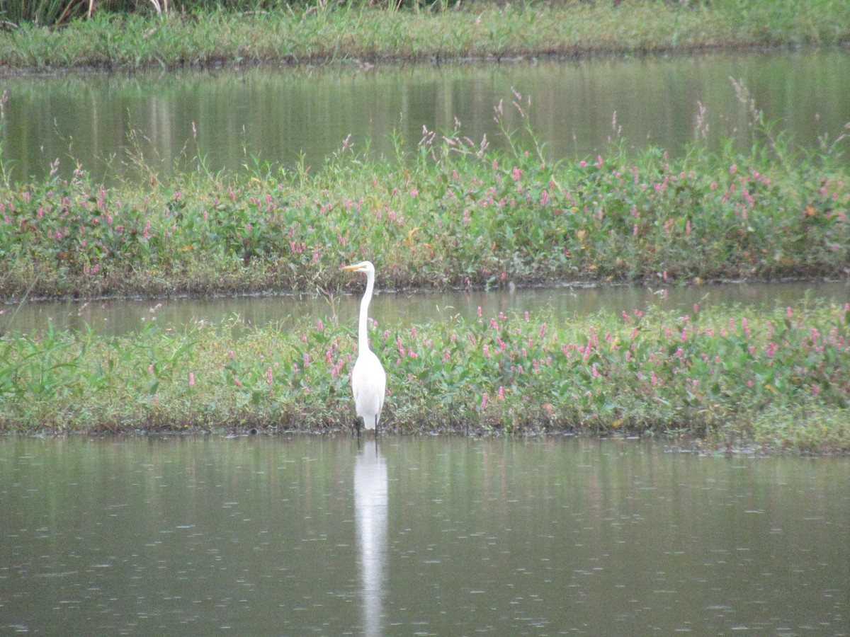 Great Egret - ML623882630