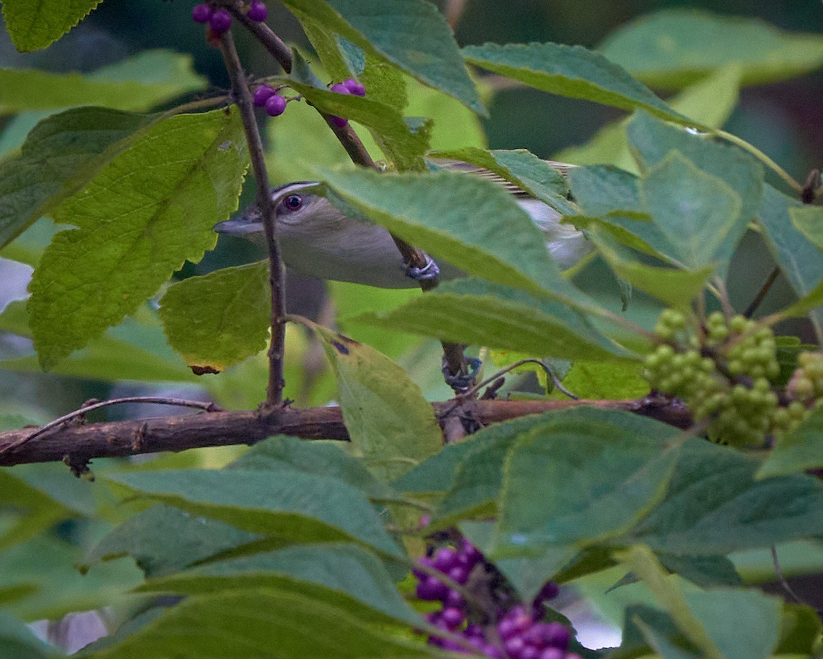 Red-eyed Vireo - ML623882634