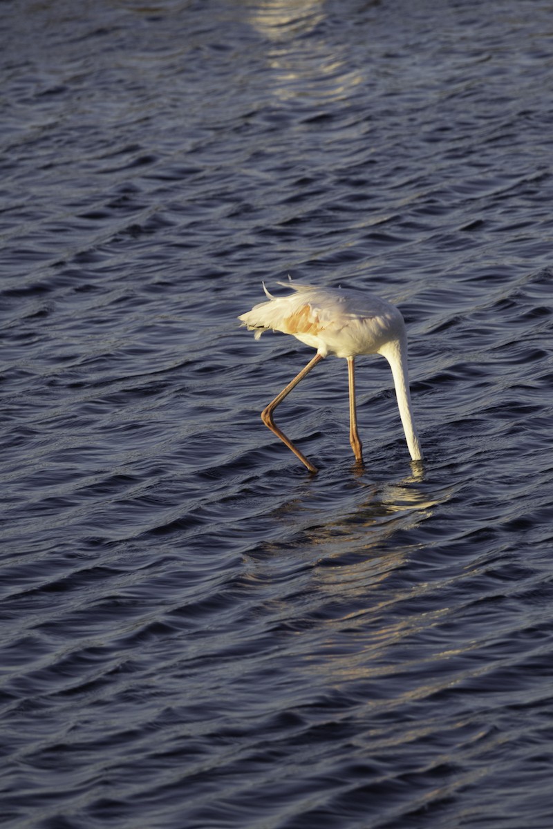 Greater Flamingo - ML623882638