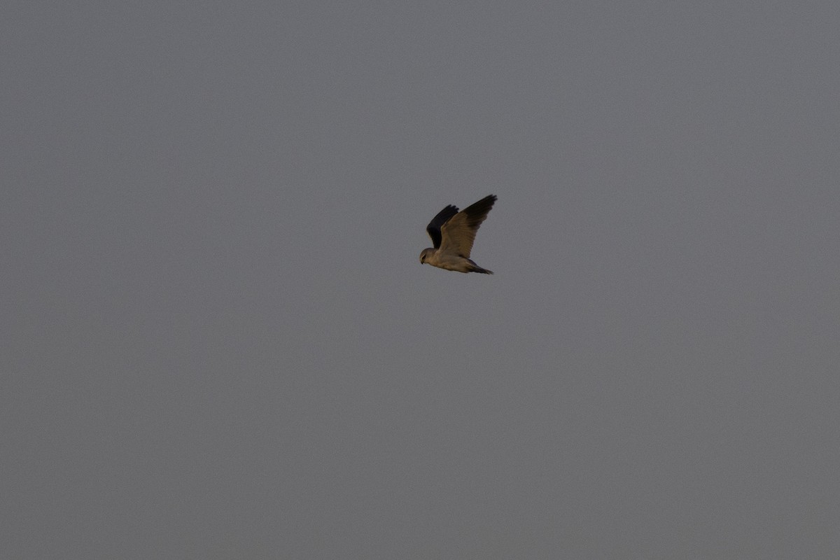 Black-winged Kite - ML623882641