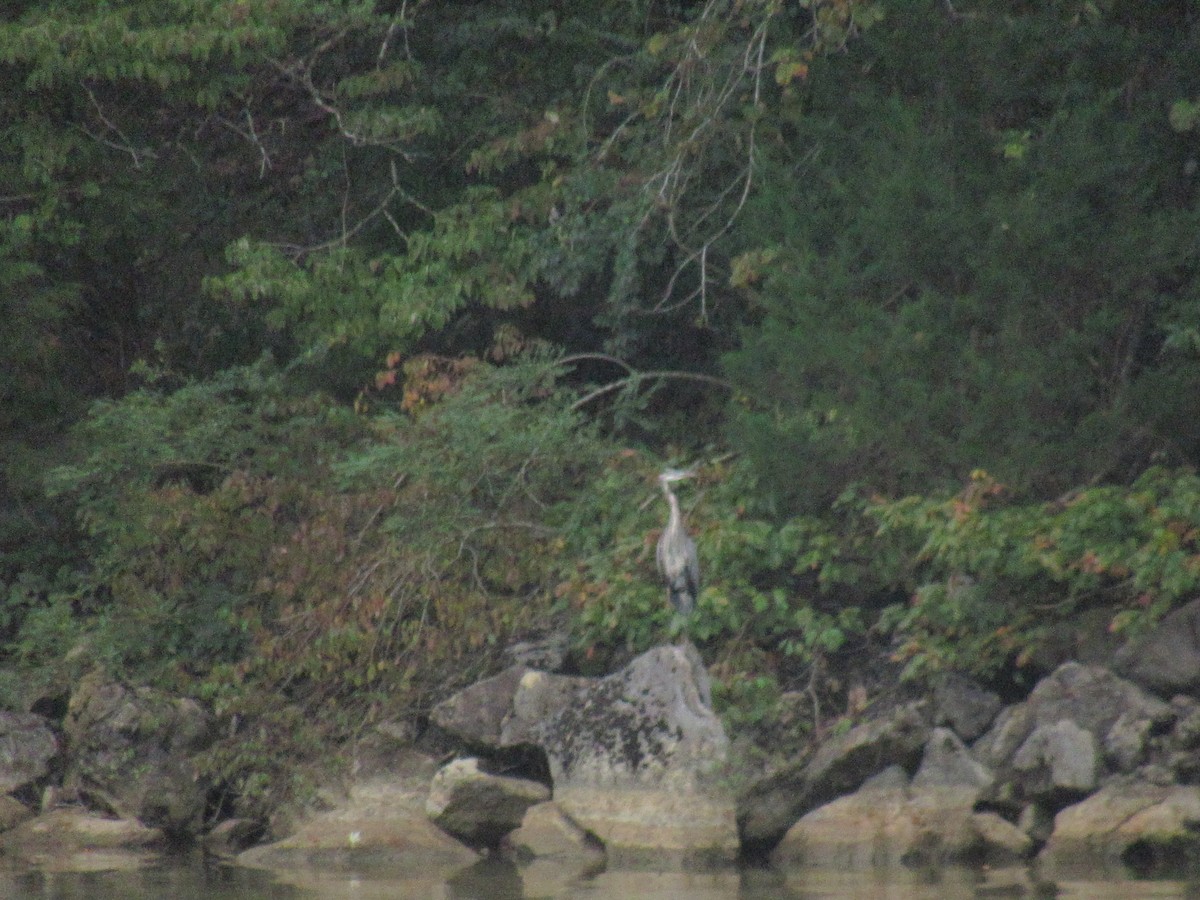 Great Blue Heron - ML623882648