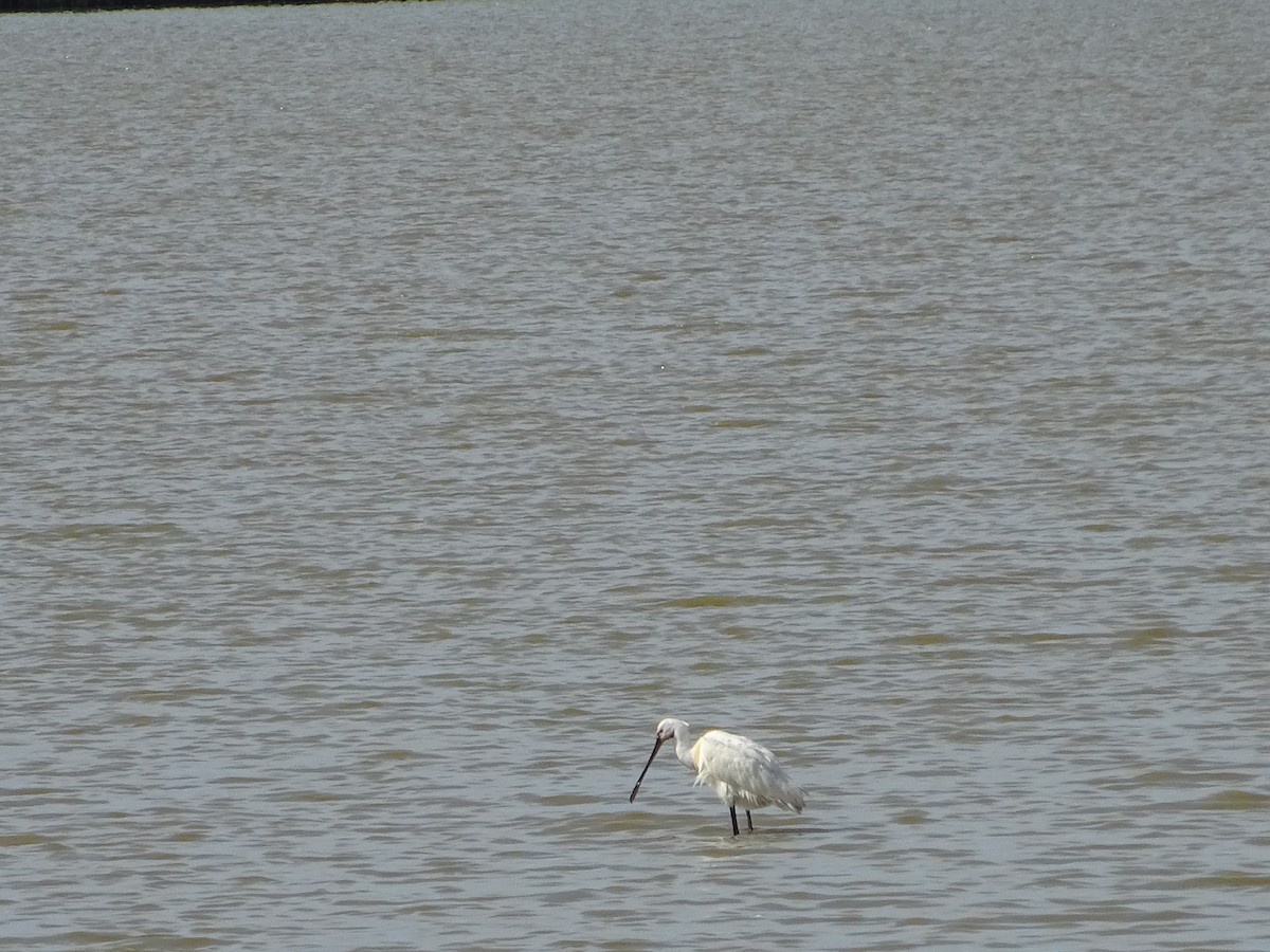 Eurasian Spoonbill - ML623882669