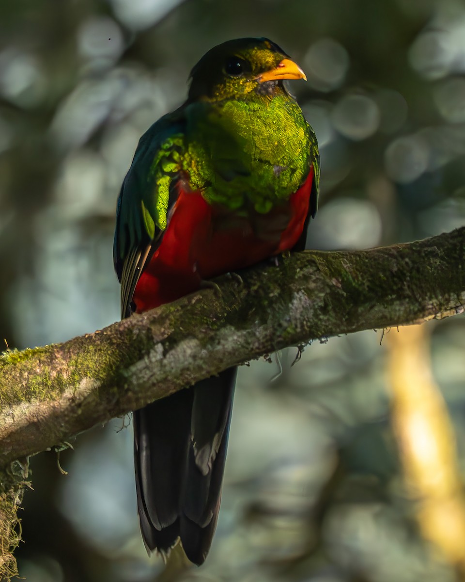 Golden-headed Quetzal - ML623882686