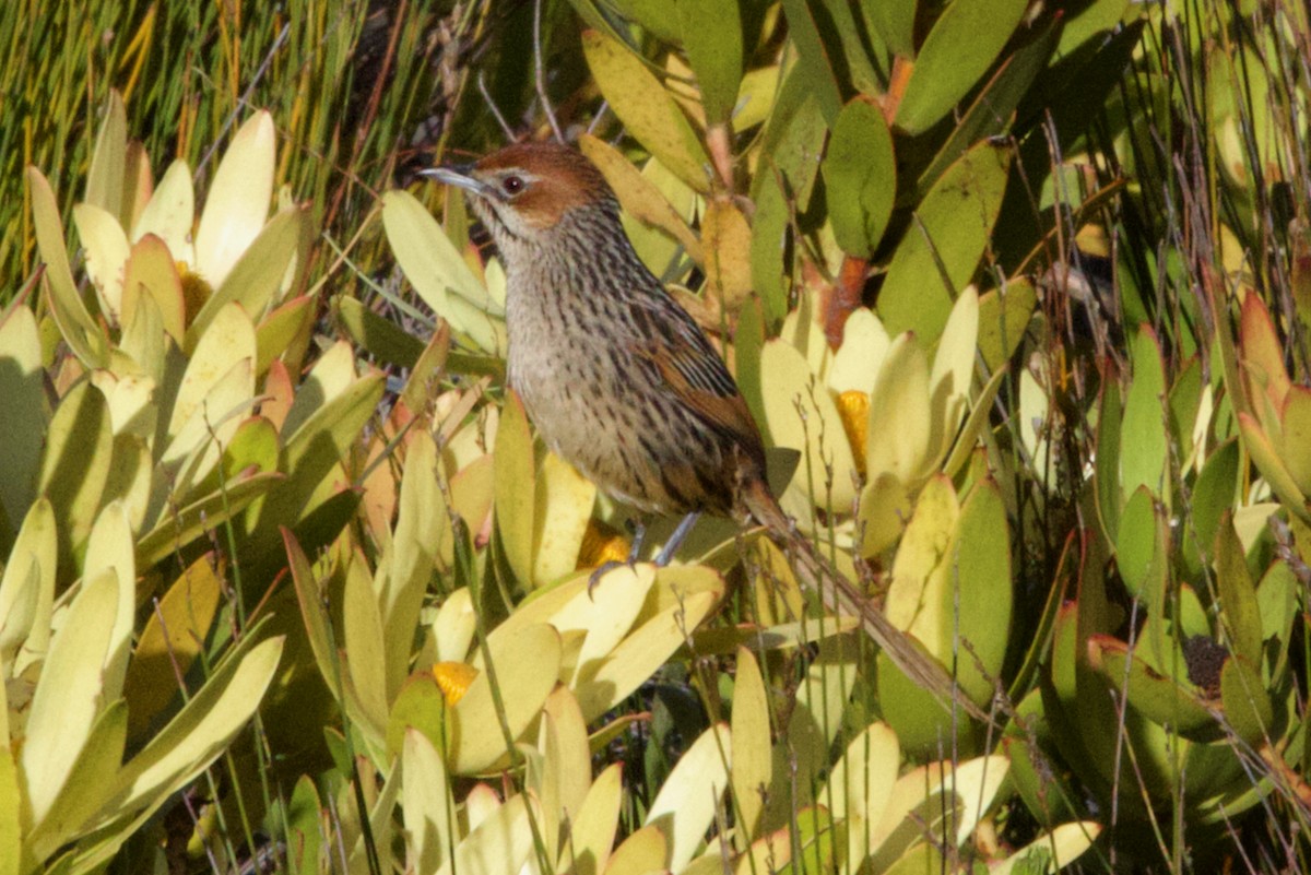 Cape Grassbird - ML623882688