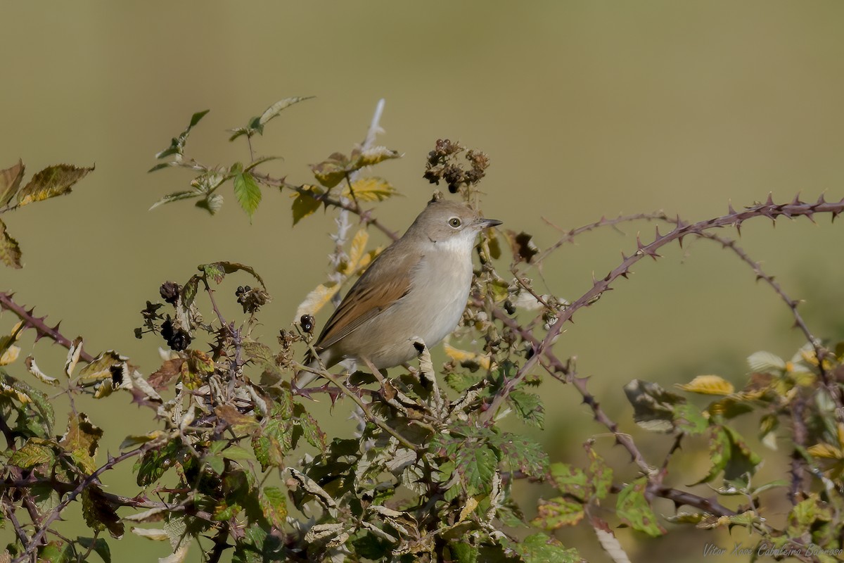 Greater Whitethroat - ML623882694