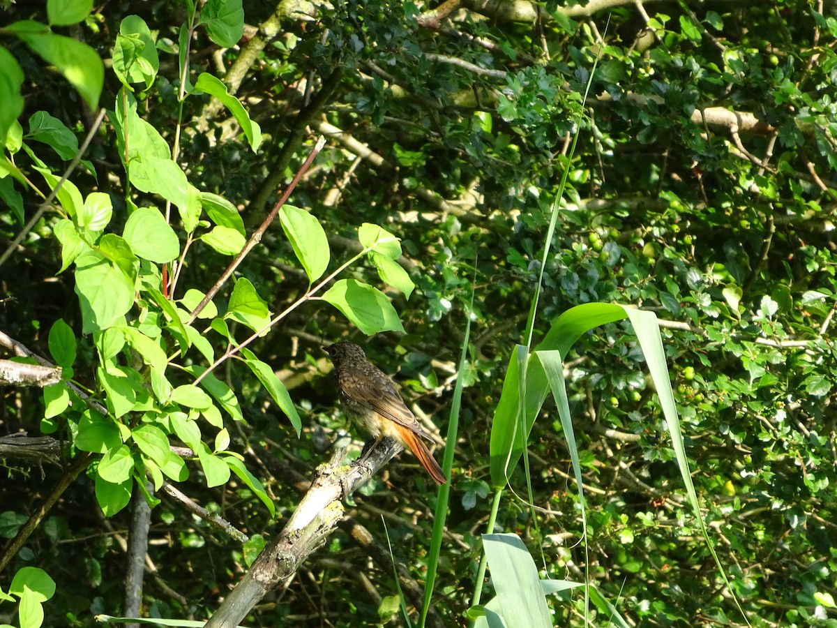 Common Redstart - ML623882700