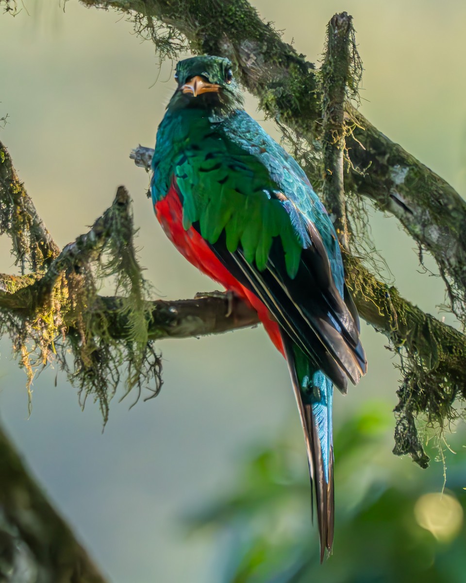 Golden-headed Quetzal - ML623882703