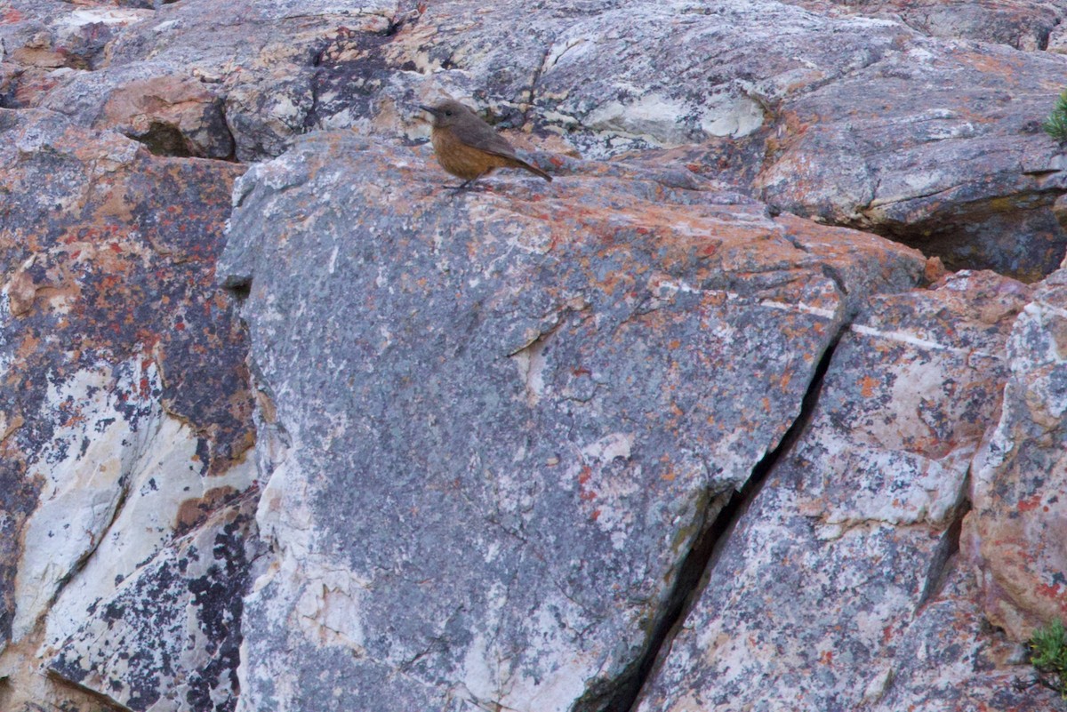 Cape Rock-Thrush - Howard Shapiro