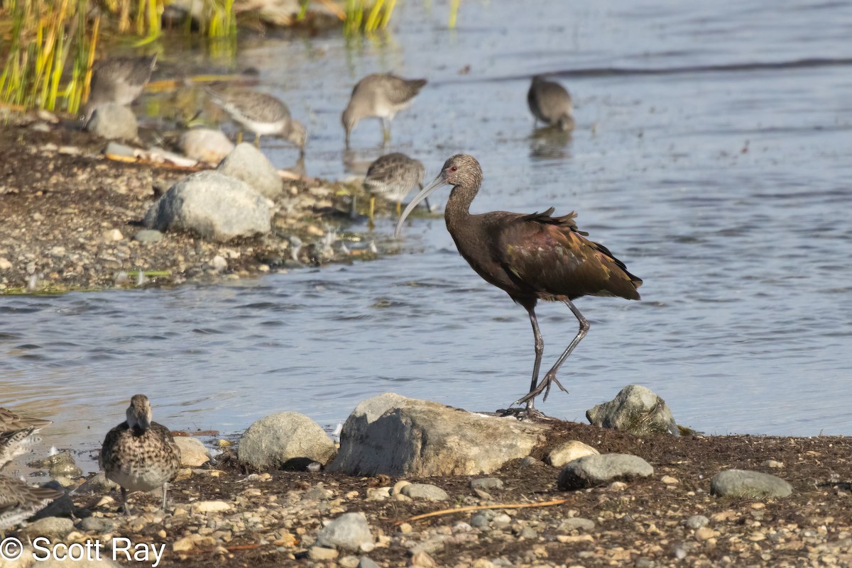 White-faced Ibis - ML623882718