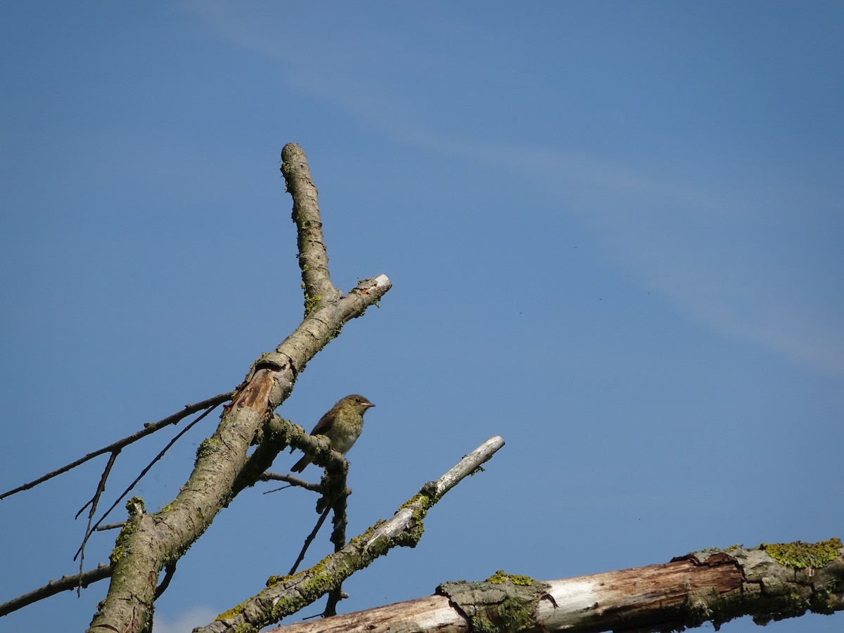 European Robin - ML623882739