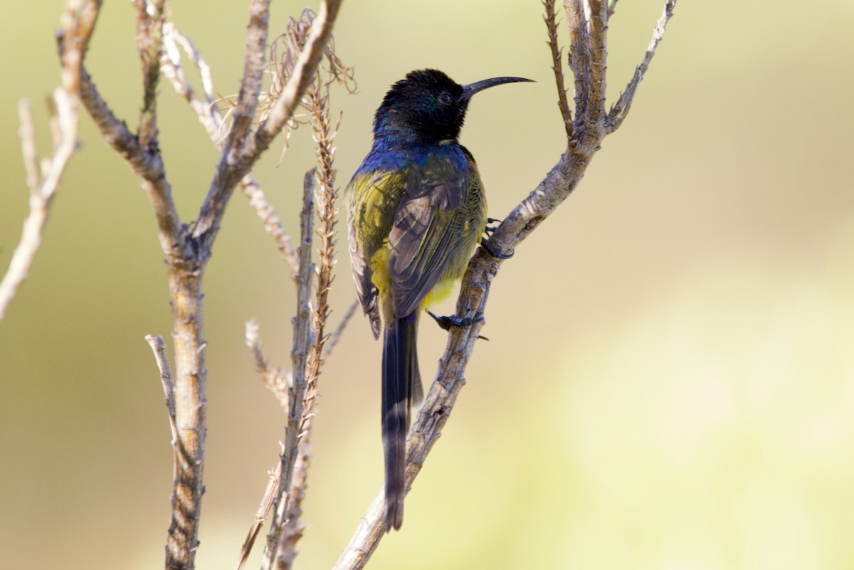 Orange-breasted Sunbird - ML623882745