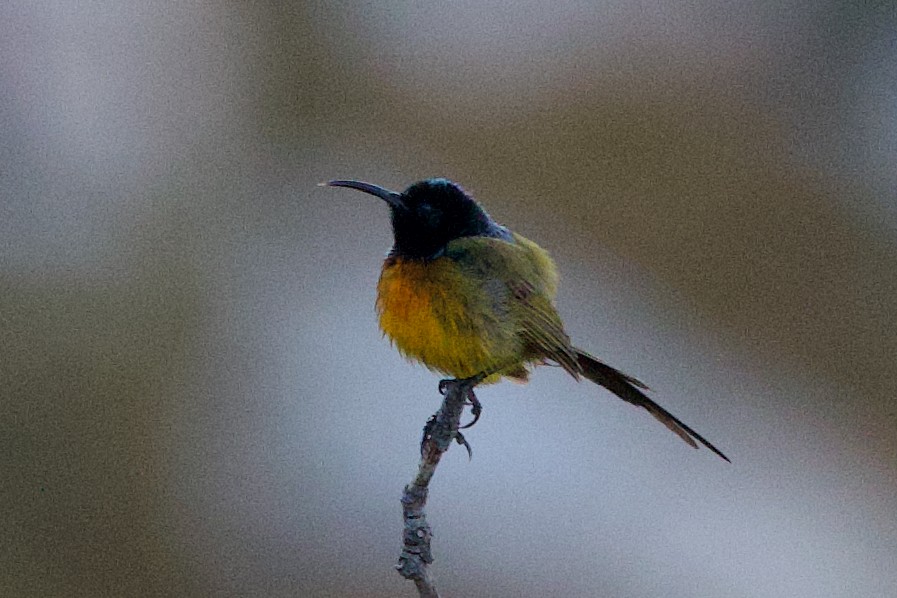 Orange-breasted Sunbird - ML623882747