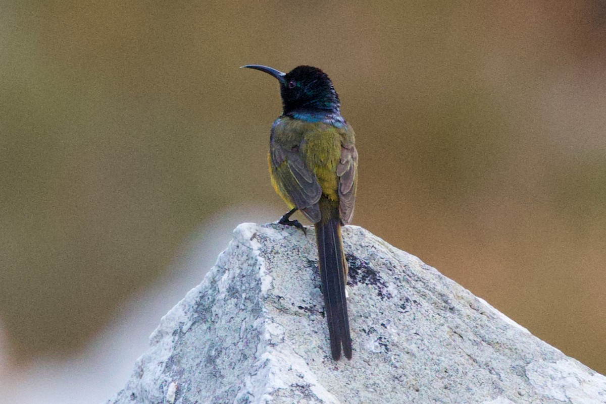 Orange-breasted Sunbird - ML623882748