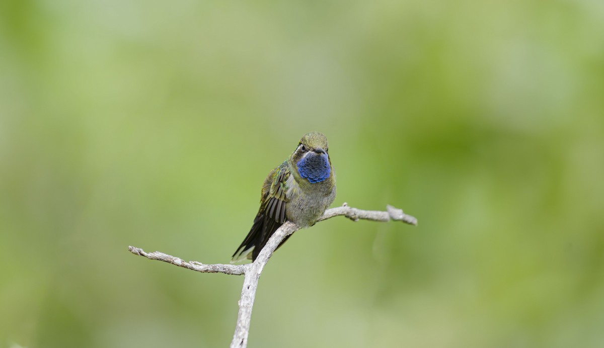 Blue-throated Mountain-gem - Rolando Tomas Pasos Pérez