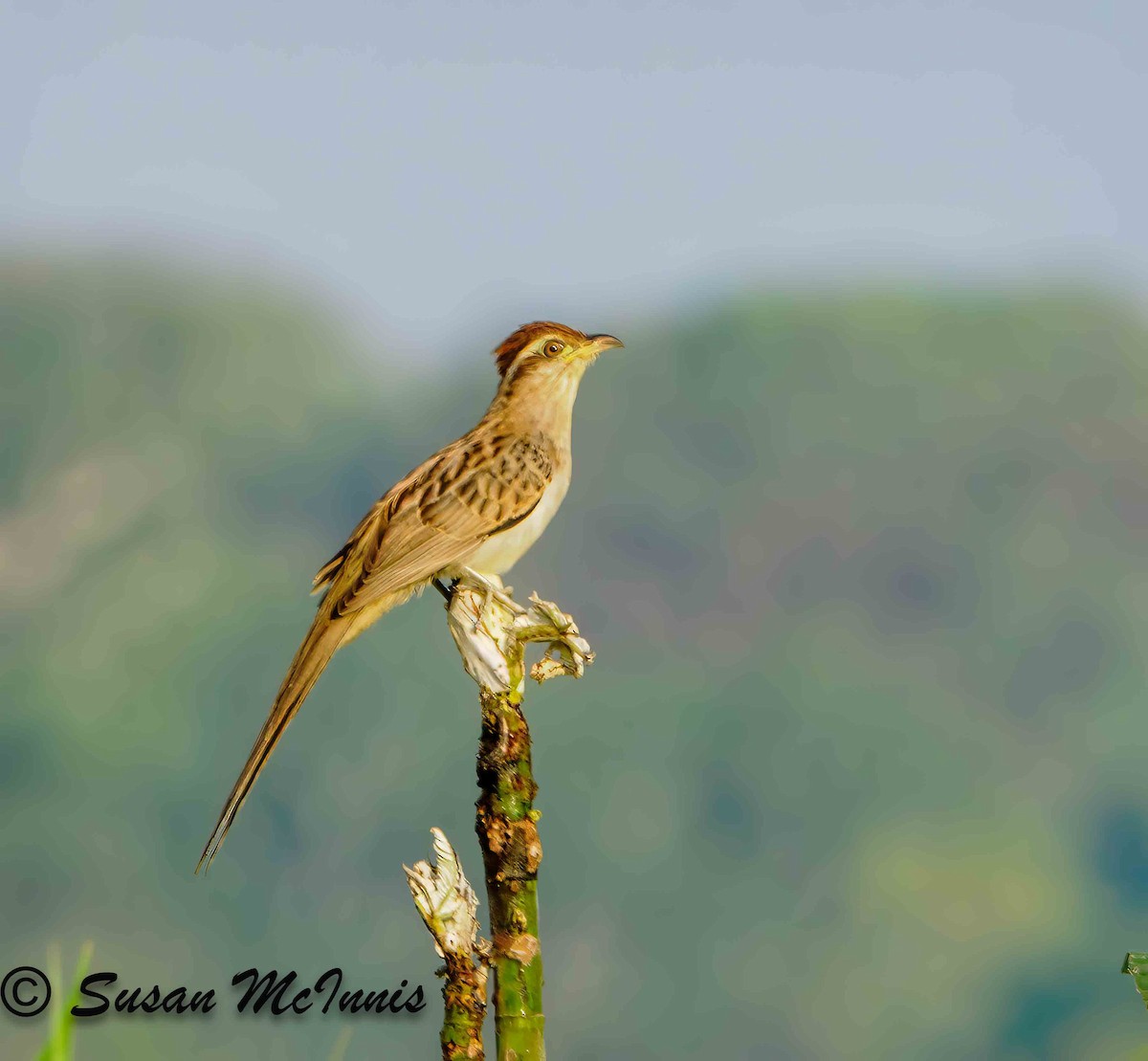 Striped Cuckoo - ML623882791