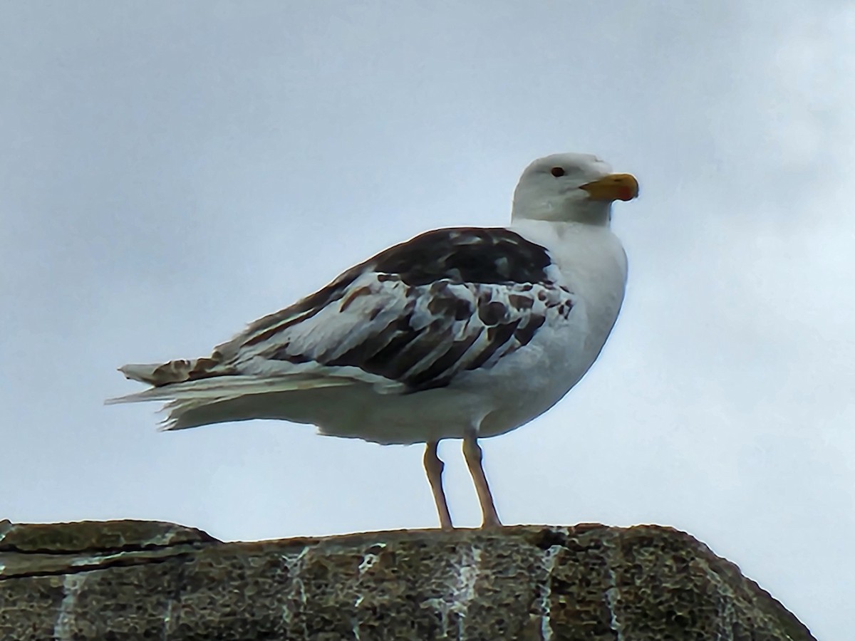 Great Black-backed Gull - ML623882794