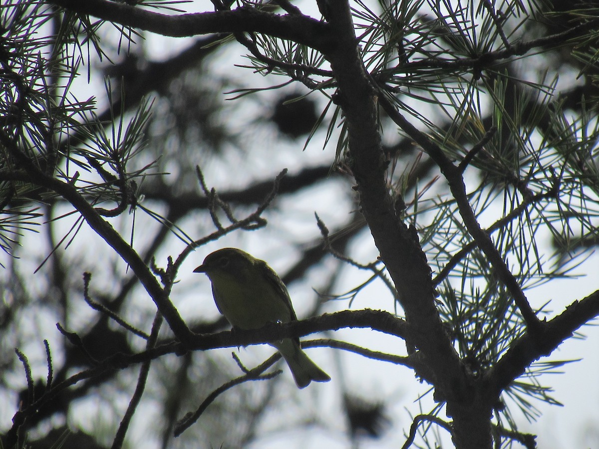 Warbling Vireo - ML623882806