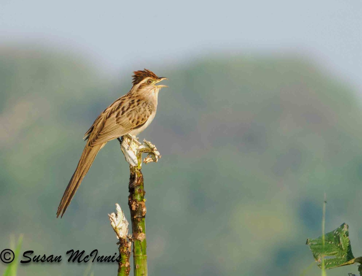 Striped Cuckoo - ML623882817